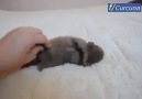 Böyle tatlı yavru köpek gördünüz mü?