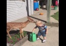 Boy Meets Bambi