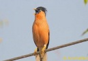 Brahminy starling ...