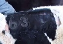 Branding of Cows