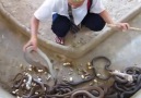 Brave Man Cleans The Cobra Pit