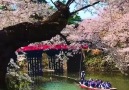 Breathtaking Cherry Blossoms Hirosaki Park Japan &travelersui