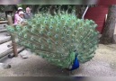 Breath taking moment when a peacock demonstrates its impressive span