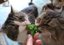 Broccoli Munchers