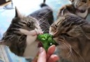 Broccoli Munchers