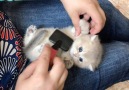 Brushing a chubby kitten.