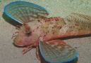Brut nature - Meet the sea robin a fish with legs and &quotwings" Facebook