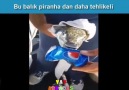 Bu balık piranha dan daha tehlikeli