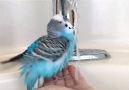 Bubbles the parakeet loves his bubble bath! Credit JukinVideo