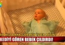 Bu bebek, kedi görünce sevinçten çıldırıyor!