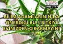 BU BİTKİLER HAYAT KURTARIYOR!