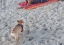 Bu Çok İyiymiş - Plajda herkese salça olan köpek Gomi Facebook
