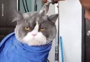 Bu Çok İyiymiş - Tıraş olan dünyanın en huysuz kedisi Facebook
