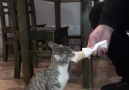 Bu da dondurma yiyen kedi