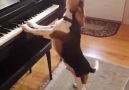Buddy Mercury Sings! Funny and cute beagle who plays piano!