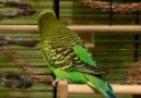 Budgerigar