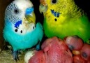 Budgerigar feeding chicks