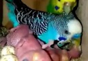 Budgerigar feeding her chicks