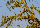 Budgerigars - Earthflight.