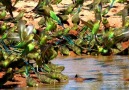 Budgerigars vs. Falcon in Australia