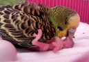 Budgie/Parakeet mother feeding baby