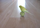 Budgie playing with ball