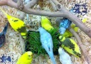 Budgies Eating Pet Grass