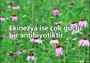 Bu 10 doğal antibiyotik hakkında bilgi edinin