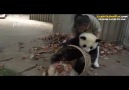 Bu Dünyaya Gevşeklik Yapmak İçin Gelmiş Olan Pandalar