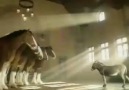 Budweiser Donkey Advert