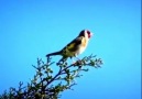 Buenos das y feliz fin de semana - SD Ornitologica Alcalarea Castillo de Gandul