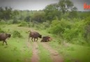 bufalo ve aslan