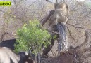Bufaloya Saldıran Aslan Canını Kurtarmak İçin Ağaça Tırmanıyor