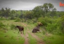 BUFFALO FLIPS LION INTO THE AIR!