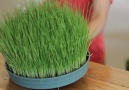 buğday çimi nasıl yetiştirilir