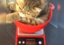 Bugün dostlarımızın günü..Dünya Kediler günü kutlu olsun