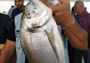 Bugünün Güzelleri GaziKaynak Mavişehir Balık Mezatı Çavuş Okyanus