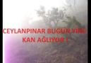 BUGÜN YİNE ÖLDÜK BE CEYLANPINARIM ( FERMANEEEEE)