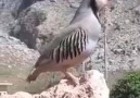 Bu Güzelliği Beğenip Paylaşmayan Ayıp Eder (