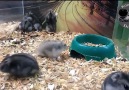 Bu hamster kafayı yemiş :D