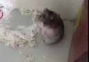 Bu Hamster Oscara Aday :):)))