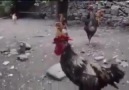 Bu horozla uyanmamam mümkün değil