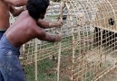 Building a Rabbit House Using Bamboo & Mud. Credit goo.glZW9WTU