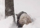 Bu kadar mutlu panda görmediniz!