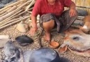 Bu kadın nasıl balık yakalıyor - Hayvanların Dünyası