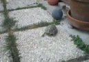 Bu kaplumbağa çıldırmış olmalı :))