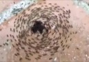Bu Karıncalar Ne Yapıyor?