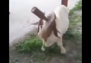 Bu keçi çok dertli