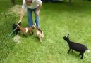 Bu keçi keçileri kaçırmış :)