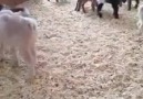 Bu Keçiler çok şirin çok.